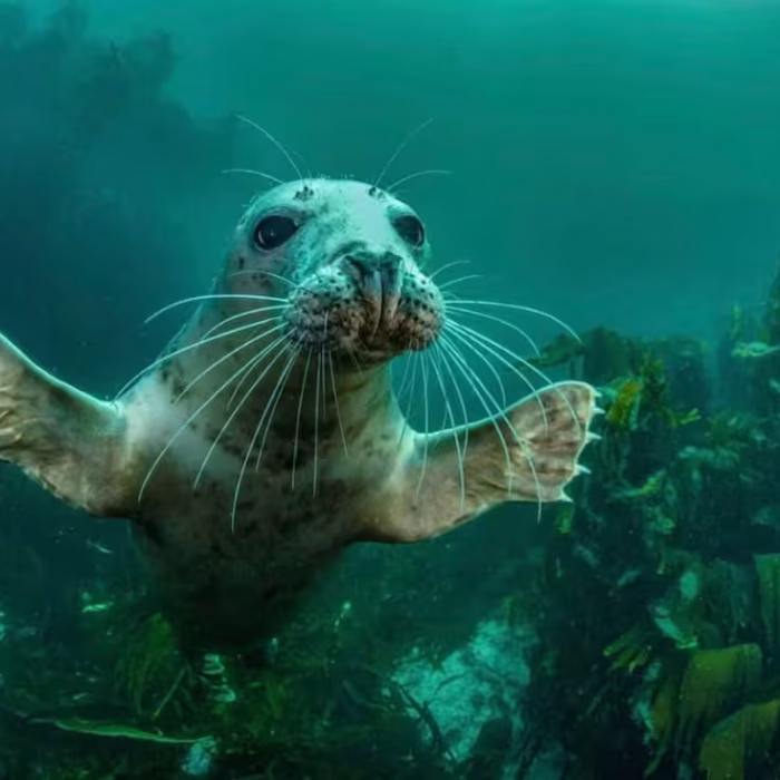 Seal swimming along the North Devon coast, wildlife tours from Illfracombe Harbour,